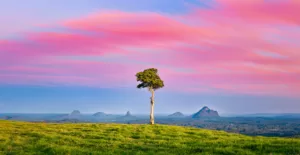One Tree Hill in Maleny, Queensland, Australia - perfect for your wall art prints collection